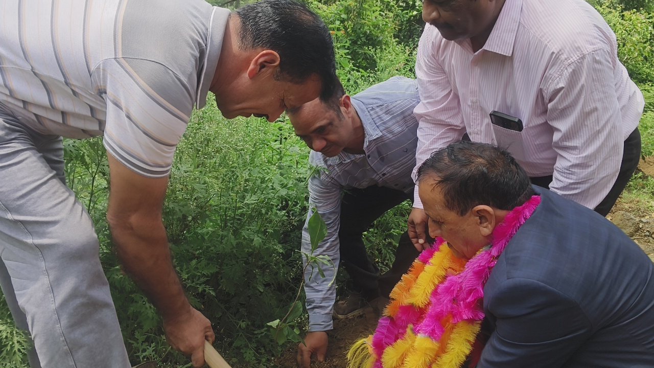 Plantation drive by the Organization in August 2026